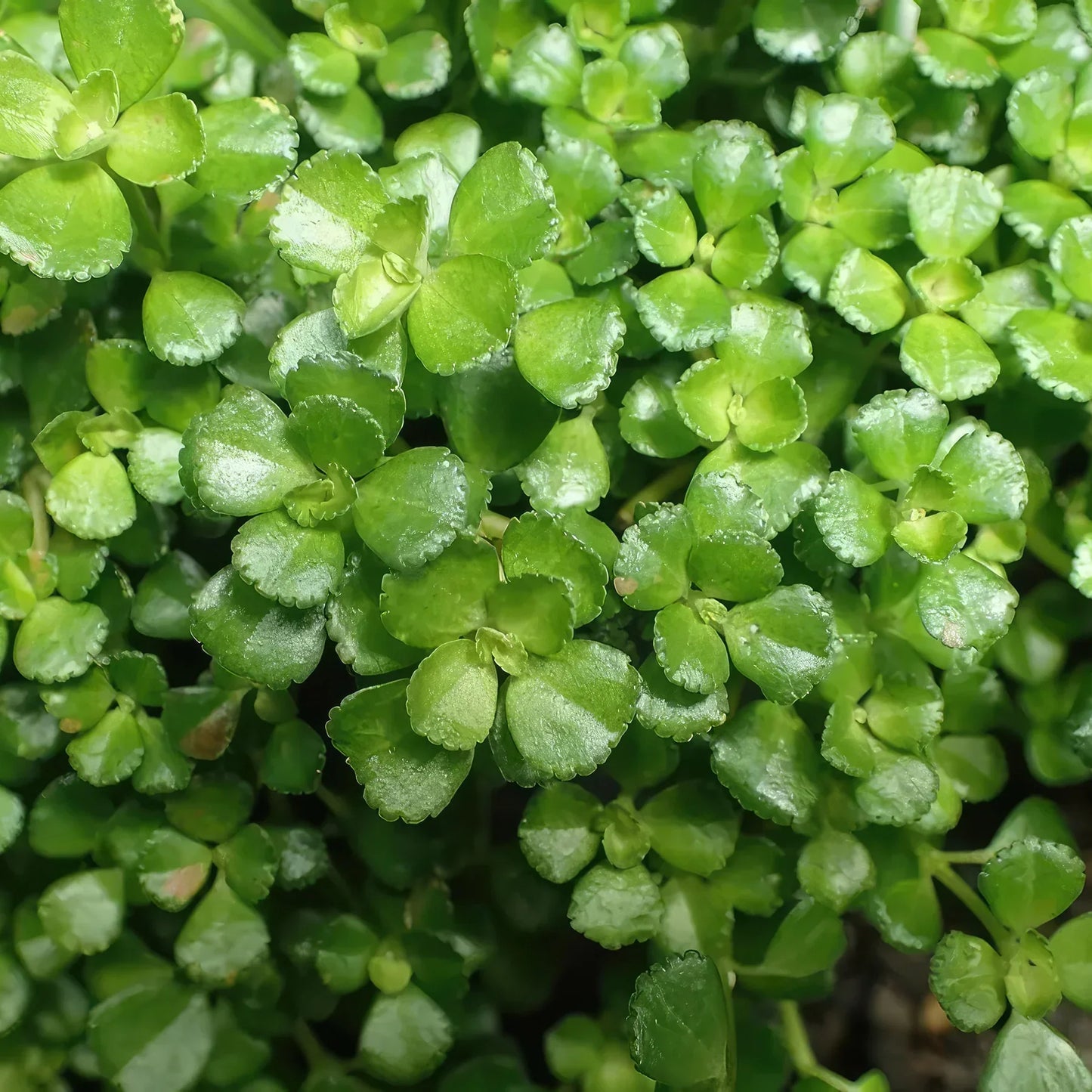 Pilea ‘Tiny Tears’ Rooted Starter Plant – Live Bareroot Indoor House Plant, Easy Care, Low Maintenance Ground Cover
