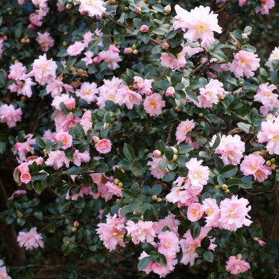 Pink Snow Camellia Sasanqua Live Bareroot Plant – Fall-Winter Blooming Evergreen Shrub (Camellia sasanqua ‘Pink Snow’)