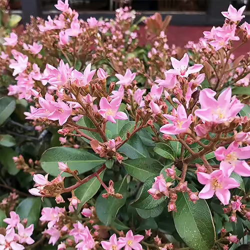 Indian Hawthorn Cuttings 7-Pack | Pink Dancer Rhaphiolepis indica Flowering Shrubs for Landscaping