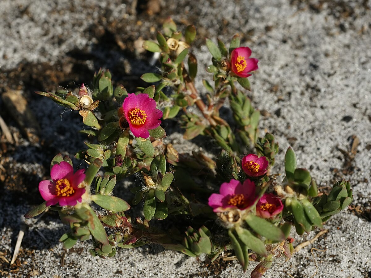 Paraguayan Purslane Live Bare Root Plant – Portulaca amilis Moss Rose Ground Cover with Vibrant Pink, Purple Flowers