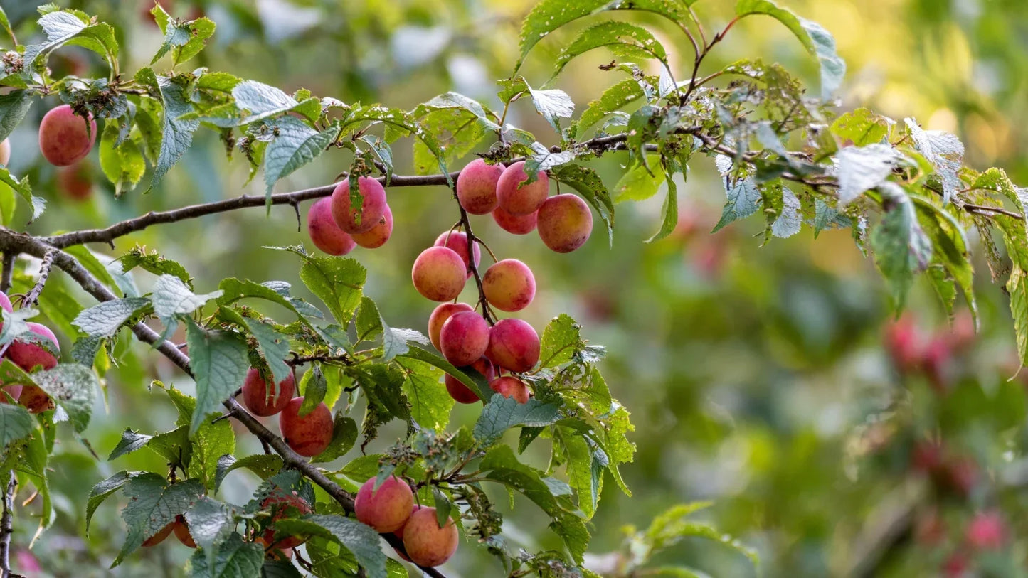 3 Plum Tree Cuttings 6" Unrooted Hardwood Scions for Grafting or Rooting | Fruit Tree Starter | Heirloom or Hybrid Variety