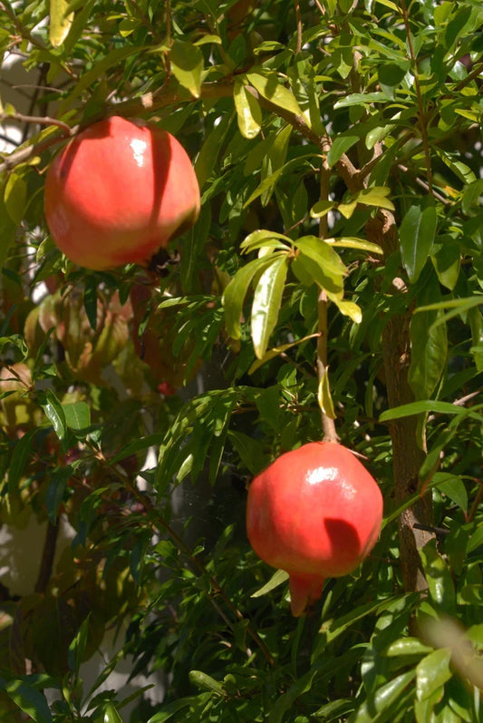 Kashmir Pomegranate Cutting – 6–8 Inch Unrooted Propagation Plant – Hardy Red Fruit Variety Punica granatum