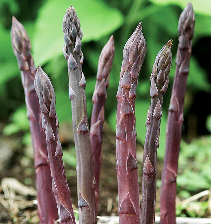 Purple Passion Asparagus Bare Root Crowns – 2-Year Live Plants, Heirloom Variety, Perennial Vegetable Garden Starter