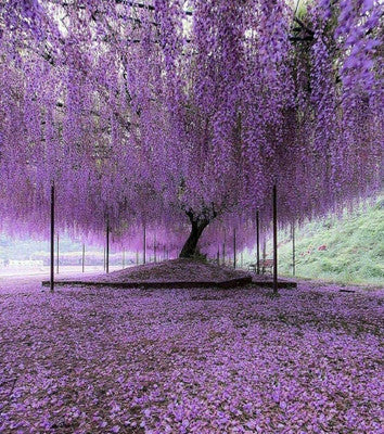 10 Purple Wisteria Cuttings Unrooted | Hardy Fast-Growing Climbing Vine | Wisteria sinensis for Trellis, Fence, Pergola