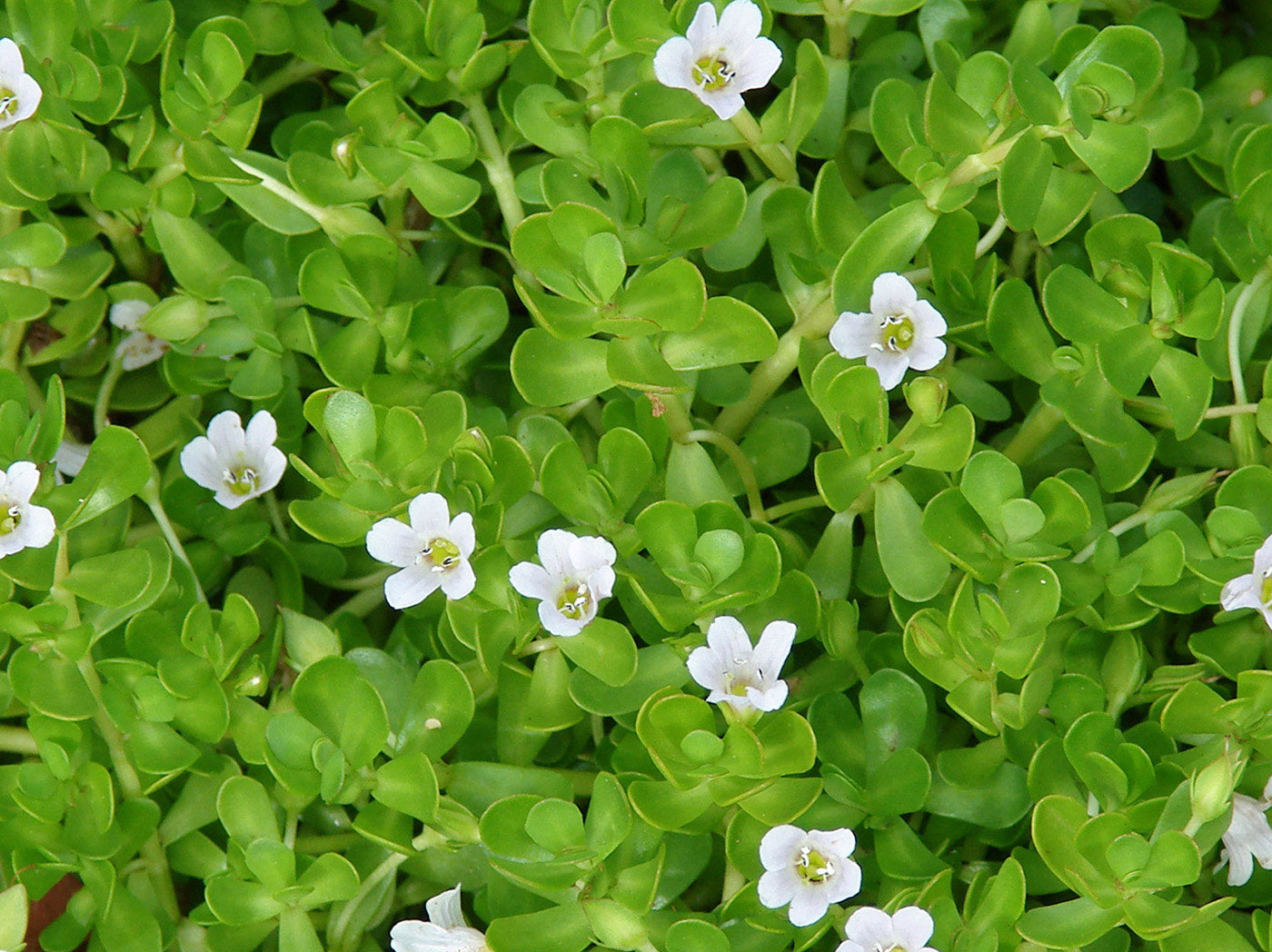 15 Live Bacopa monnieri Plants – Brahmi, Water Hyssop, Medicinal Herb, Aquarium & Wetland Plant, Bareroot Edible & Aquatic Plant