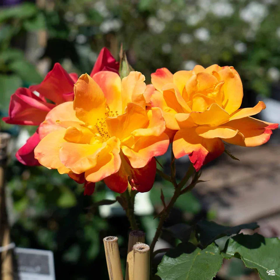 Super Rare Joseph’s Coat Climbing Rose Cuttings – 3 Unrooted Propagation Grafting Rosa ‘Joseph’s Coat’