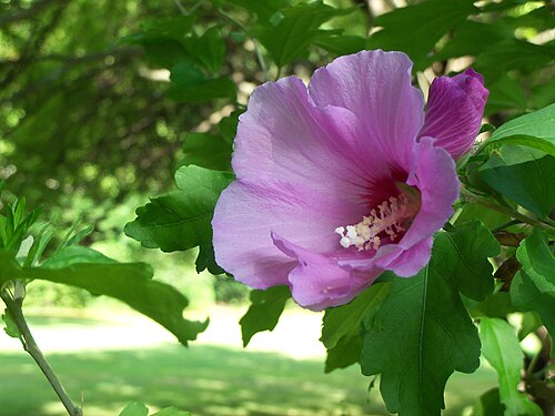 5 Rose of Sharon Bare Root Plants | Hibiscus syriacus Starter Shrubs | Hardy Perennial Flowering Bushes for Garden