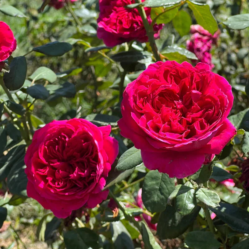 Super Rare Rouge Royal Red Rose Cuttings – 3 Unrooted Rosa ‘Rouge Royal’ Fragrant Modern Rose Propagation