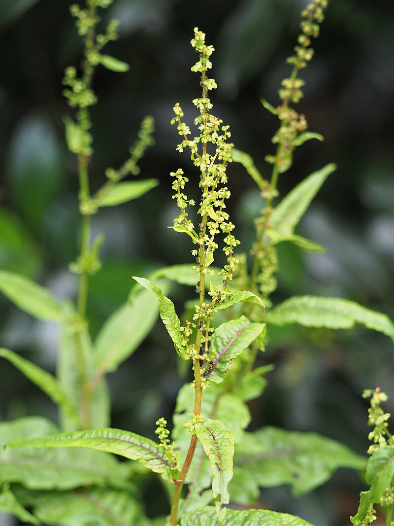 Cold Hardy Bare Root Bloody Dock Plant – Rumex sanguineus, Red-Veined Sorrel, Aquatic Marginal Water Garden Plant, Perennial Pond Plant