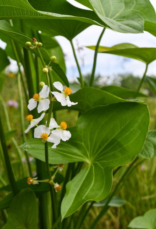 Sagittaria latifolia Seeds 500 – Native Broadleaf Arrowhead Aquatic Plant for Ponds, Wetlands & Rain Gardens