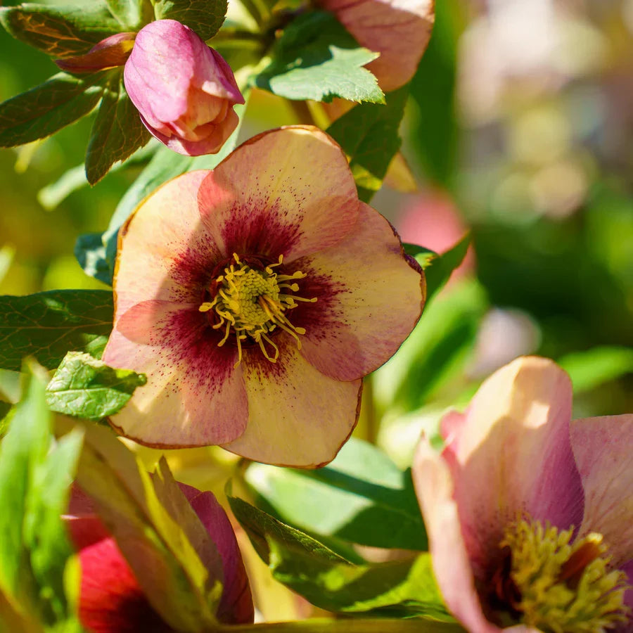 Hellebore ‘Sandy Shores’ Gal Size Perennial Shade Flower Lenten Rose Helleborus x hybridus