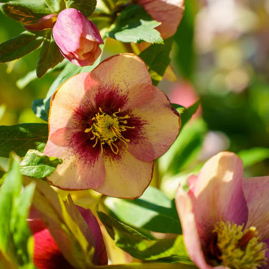 Hellebore ‘Sandy Shores’ Gal Size Perennial Shade Flower Lenten Rose Helleborus x hybridus