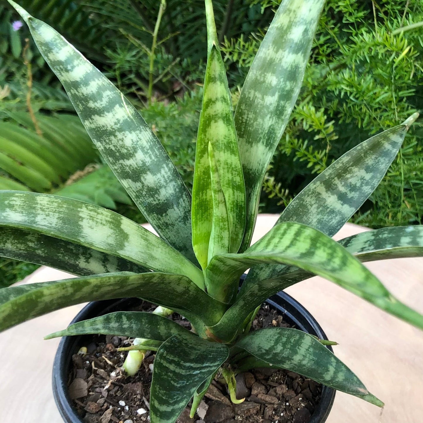 Sansevieria Parva Rare Snake Plant Starter Live Houseplant | Air Purifier | Easy Care Indoor Plant | African Spear Plant