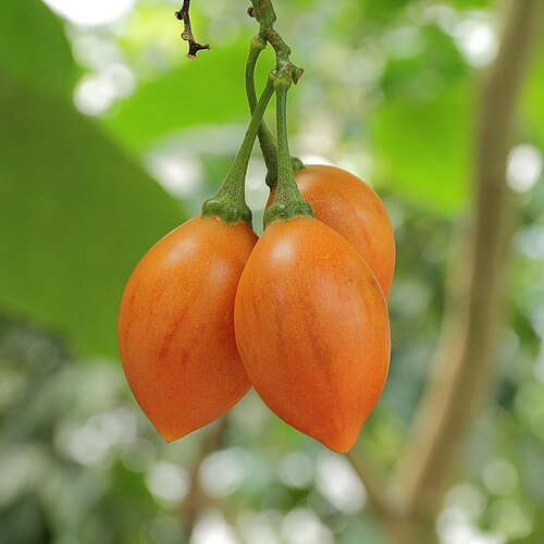 6 Unrooted Solanum betaceum 'Camo' Tree Tomato Cuttings | Exotic Tamarillo Plant, Striped Fruit, Fast Grower