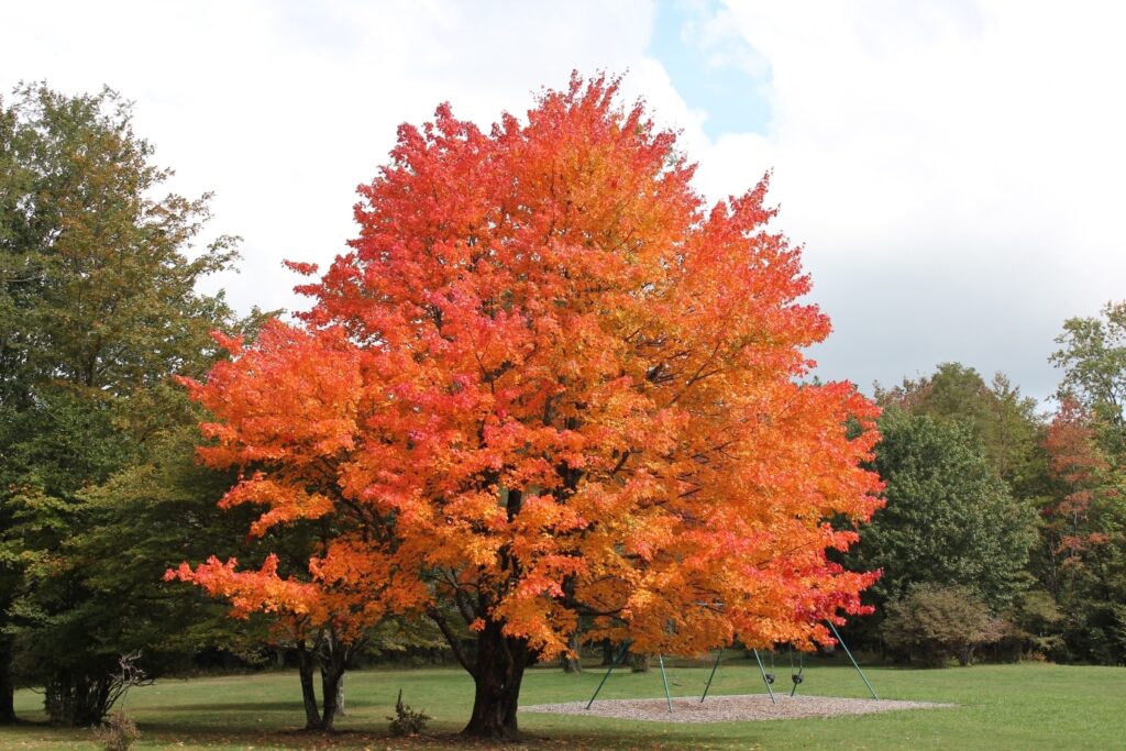 Sugar Maple Tree Live Bareroot 10–18 Inches Tall Acer saccharum Hardy Shade Tree with Brilliant Fall Color Zones 3–8
