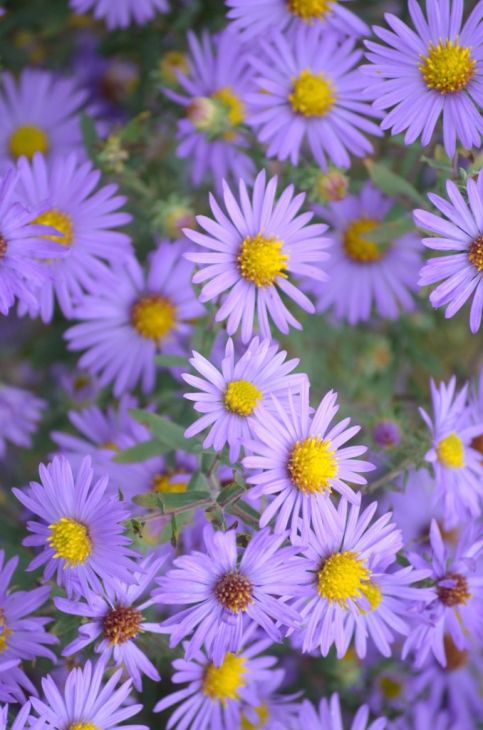 Aromatic Aster Seeds (100) - Symphyotrichum Oblongifolium, Purple Blooms, Native Perennial Wildflower, Pollinator Plant