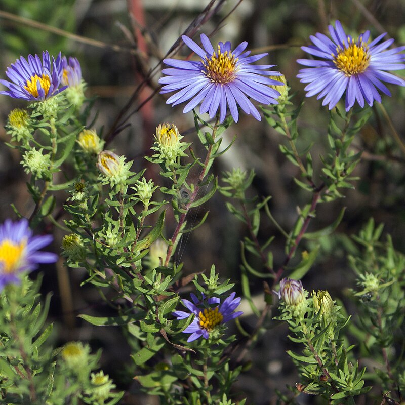 100 Symphyotrichum oblongifolium Seeds | Aromatic Aster Native Perennial Wildflower for Pollinator Gardens