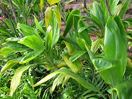 10 Hawaiian Ti Leaf Cuttings – Cordyline fruticosa Live 6" Starter Logs for Landscaping, Pots & Garden Borders