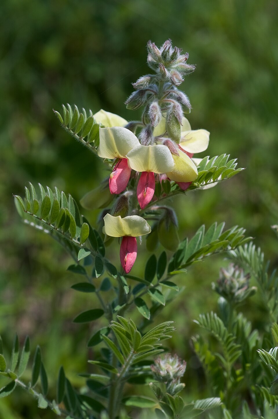 Tephrosia virginiana Seeds – Goat’s Rue Wildflower, Non-GMO Perennial Seeds for Pollinator Gardens, Native Legume, Attracts Beneficial Insects