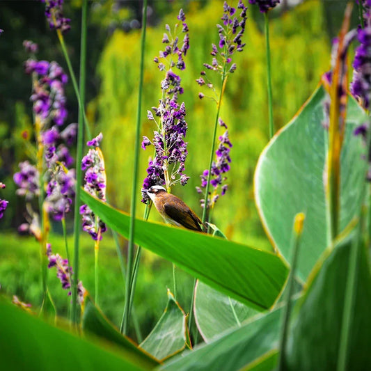 Live Thalia dealbata | Cold Hardy Water Canna | Aquatic Pond Bog Plant | Bareroot Live Plant with Blue Flowers