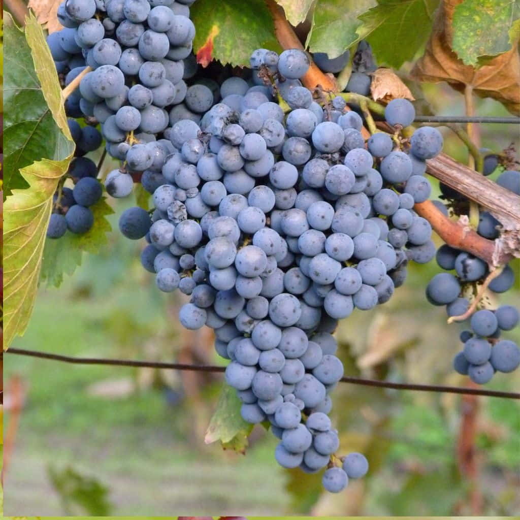 5pcs Unrooted Thomcord Grape Cuttings, Seedless Vitis vinifera Hybrid, Sweet Table Grapes for Home Garden, Easy Propagation