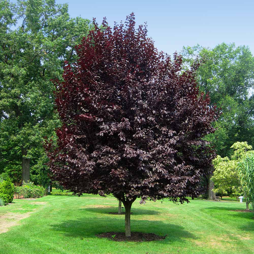 Purple Leaf Plum Tree Bare Root 2ft Prunus × cistena Ornamental Tree with Deep Purple Foliage and Pink Flowers