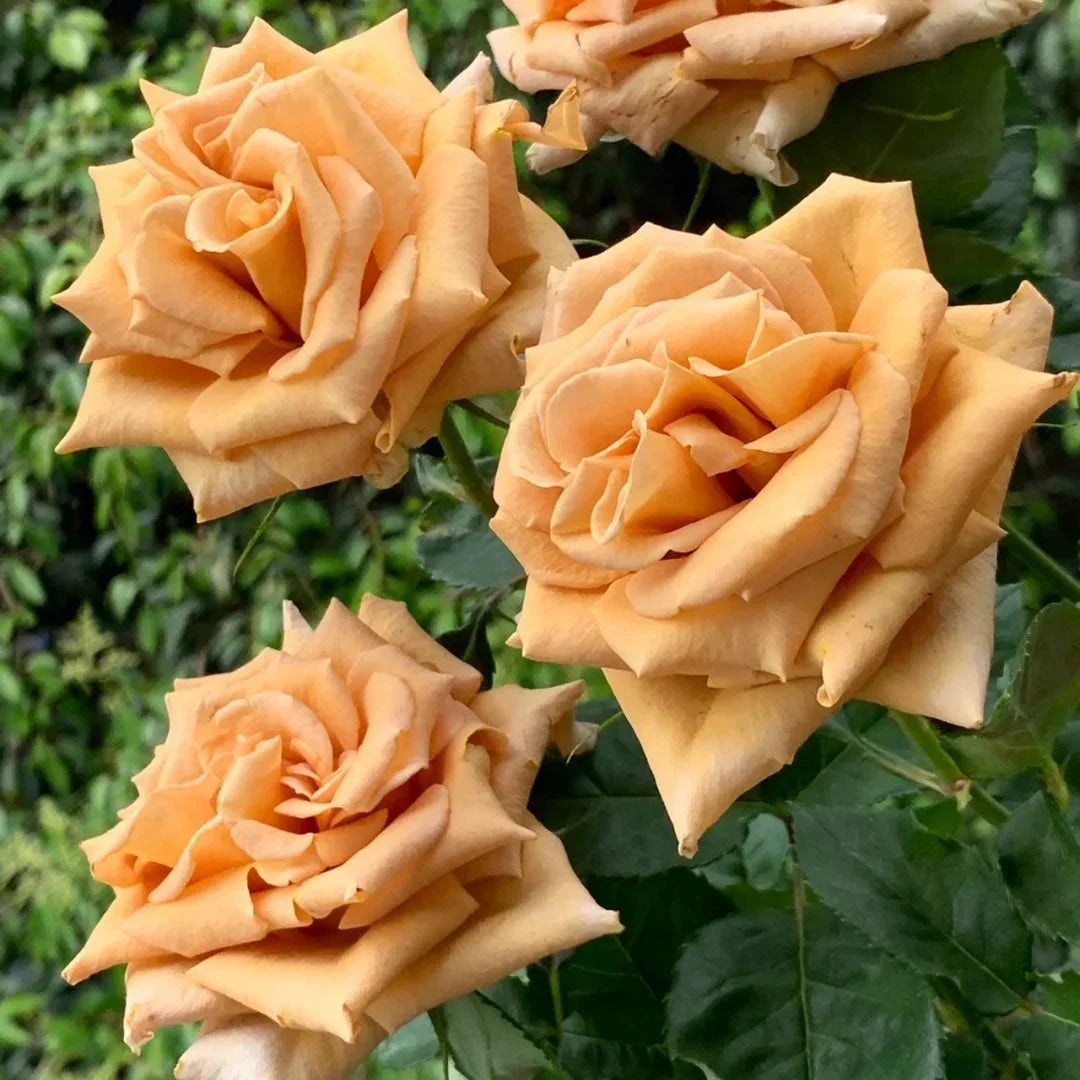 Super Rare Toffee Ecuadorian Rose Cuttings – Rosa ‘Toffee’ Brown Caramel Rose for Rooting & Grafting, 3 Unrooted Live Plant Cuttings