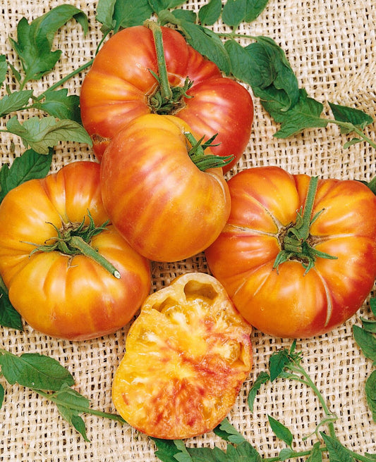 Old German Tomato Live Plants – Bicolor Heirloom Slicer, Solanum lycopersicum, 6–10 inches, Yellow-Red Large Tomatoes