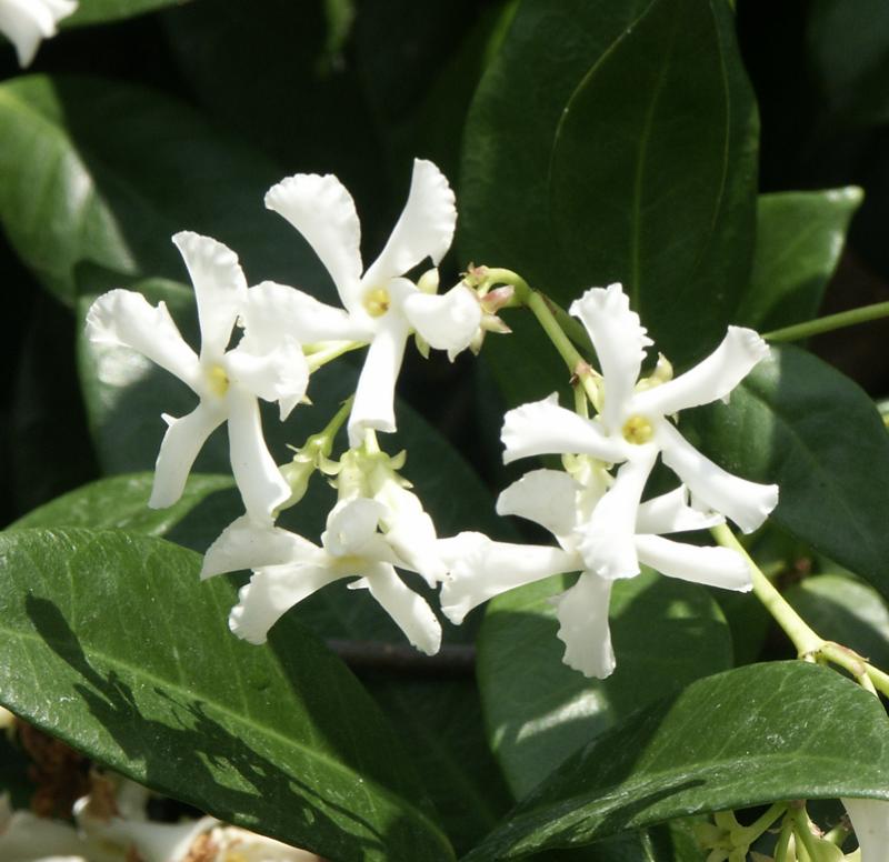 Organic Live Star Jasmine Cuttings – Fragrant Confederate Jasmine Vine, Trachelospermum jasminoides, Unrooted Plant for Garden Climbing Trellis