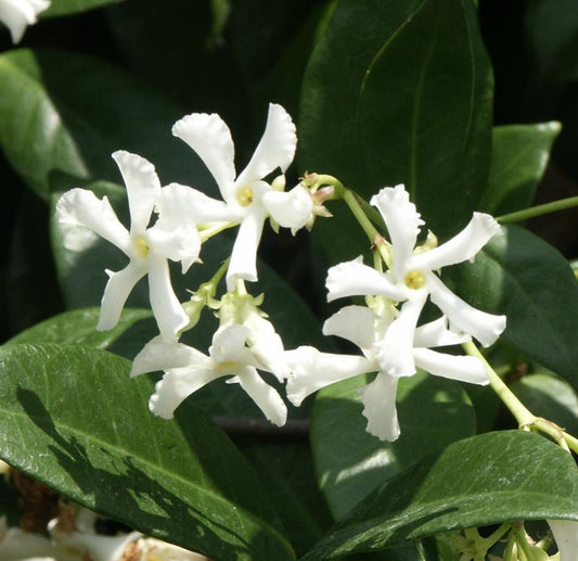 Organic Live Star Jasmine Cuttings – Fragrant Confederate Jasmine Vine, Trachelospermum jasminoides, Unrooted Plant for Garden Climbing Trellis
