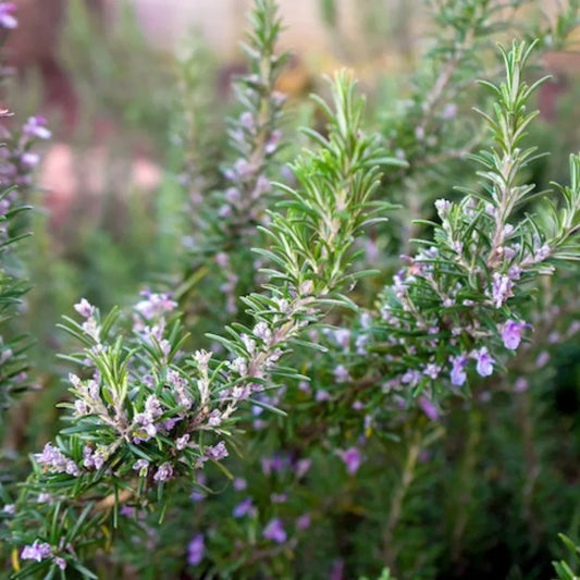 Organic Rosemary ‘Tuscan Blue’ Live Starter Plant – Aromatic Culinary Herb, Hardy Perennial, Mediterranean Herb