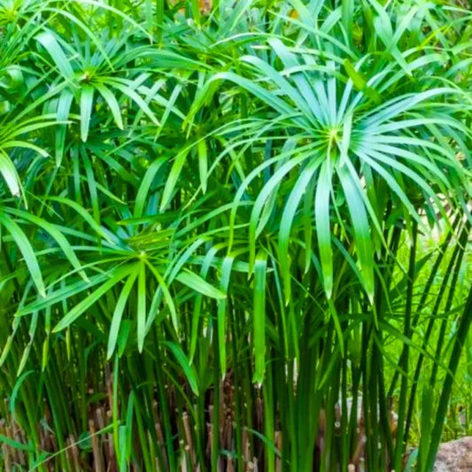 Live Dwarf Umbrella Palm Plant | Cyperus alternifolius gracilis | Tropical Marginal Water Garden Plant | Hardy Bareroot Pond Plant