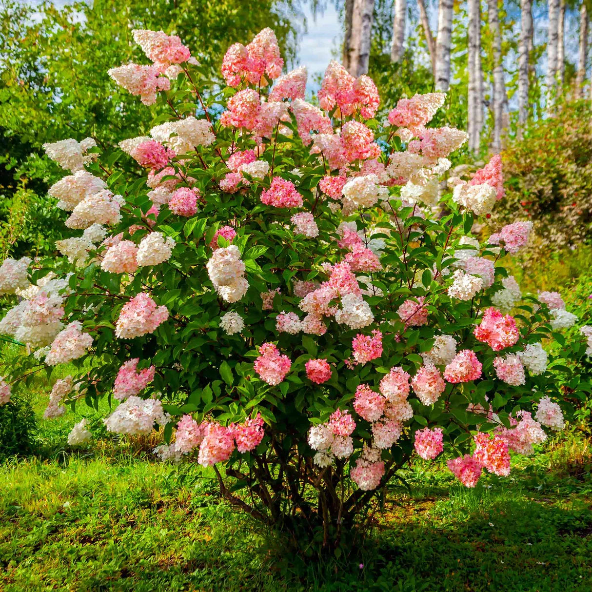 5 Vanilla Strawberry Hydrangea Cuttings | Unrooted Hydrangea paniculata 'Renhy' | Pink-White Blooms, Rare Fast-Growing Shrub