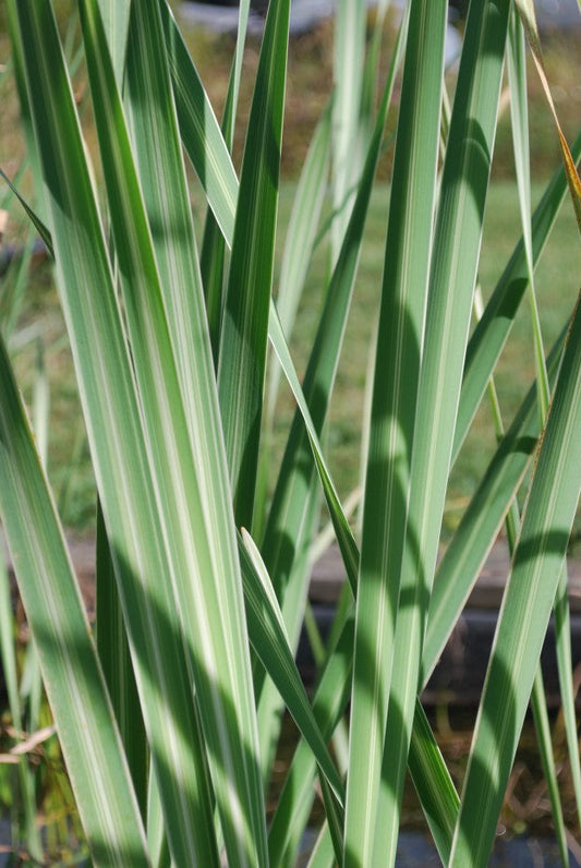 Live Variegated Cattail Plant | Hardy Aquatic Marginal Pond Plant | Typha latifolia variegata | Bareroot Water Garden Plant
