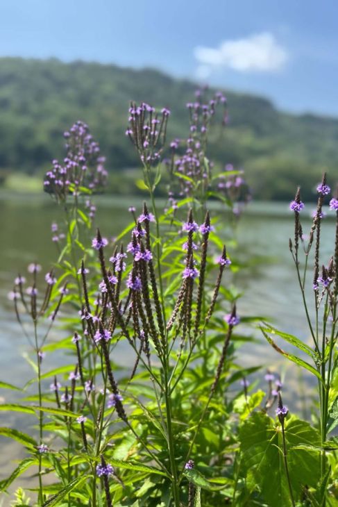 Verbena hastata Seeds – Blue Vervain Native Perennial Wildflower, Pollinator-Friendly Meadow Plant, 100 Seeds