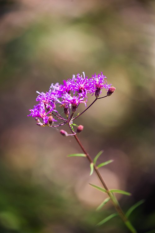 Vernonia angustifolia Seeds | Tall Ironweed Native Perennial Wildflower for Pollinator Gardens & Meadows