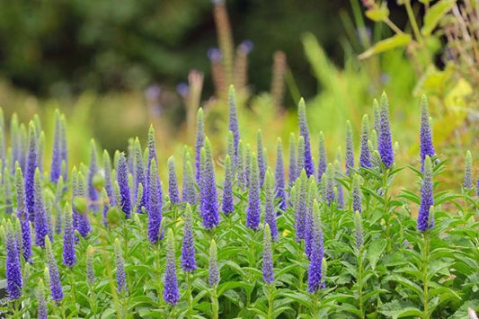 Live Royal Candles Speedwell Plant - Veronica spicata Perennial in 1 Pint Pot with Deep Blue Spikes for Sun Gardens and Pollinators