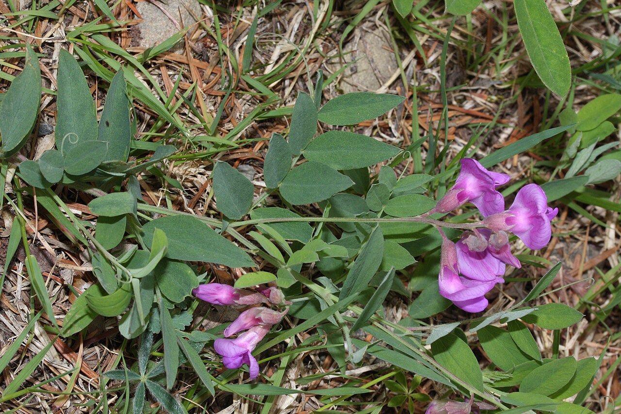 Vicia americana Seeds – American Vetch Native Groundcover, Nitrogen-Fixing Wildflower & Forage Plant, 25 Seeds