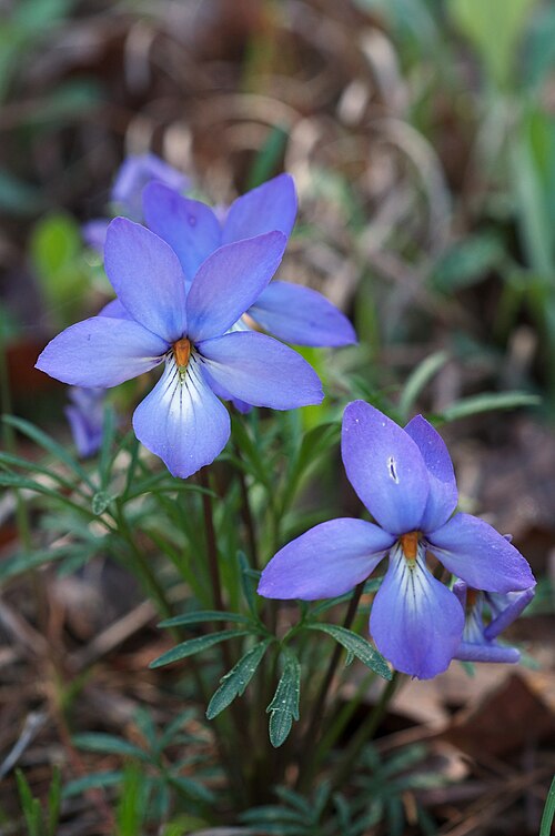 10 Bird’s-Foot Violet Plants Bare-Root Viola pedata Prairie & Woodland Perennial Spring Bloomer Native Wildflower