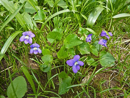 5 Bare Root Blue Garden Violet Plants | Viola papilionacea | Native Shade Perennial Ground Cover for Pollinators