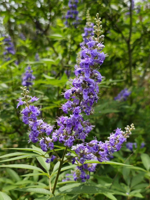 Vitex Chaste Tree Live Plant – Lilac Fragrant Flowering Shrub – Vitex agnus-castus – Fast-Growing Pollinator Attracting Garden Plant
