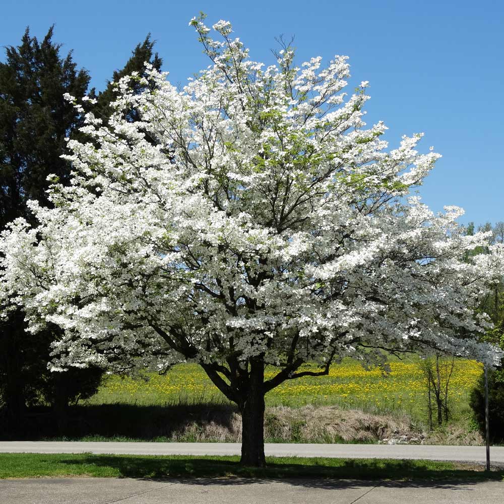 12 American White Dogwood Cuttings – Cornus florida Unrooted Stems for Grafting and Rooting – Flowering Tree Starter