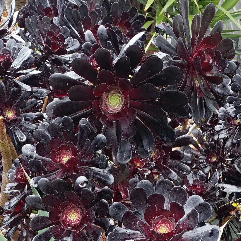Aeonium Arboreum 'Zwartkopf' Cutting – 3–5" Dark Purple Succulent, Unrooted Live Stem, Rare Black Rose Aeonium Plant