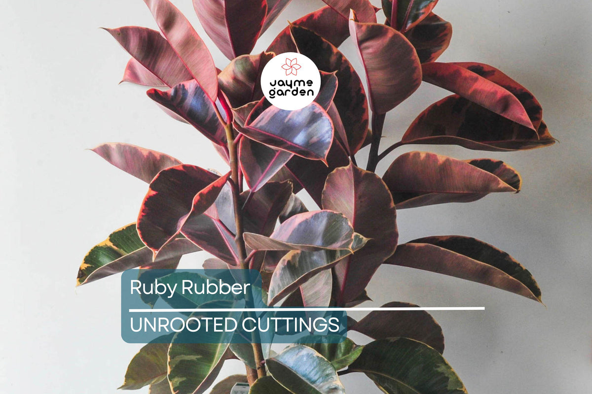 Christmas Cactus Starter Plant - Miss Shimano - Schlumbergera Truncata - Well-Rooted Indoor Cactus for Holiday Decor