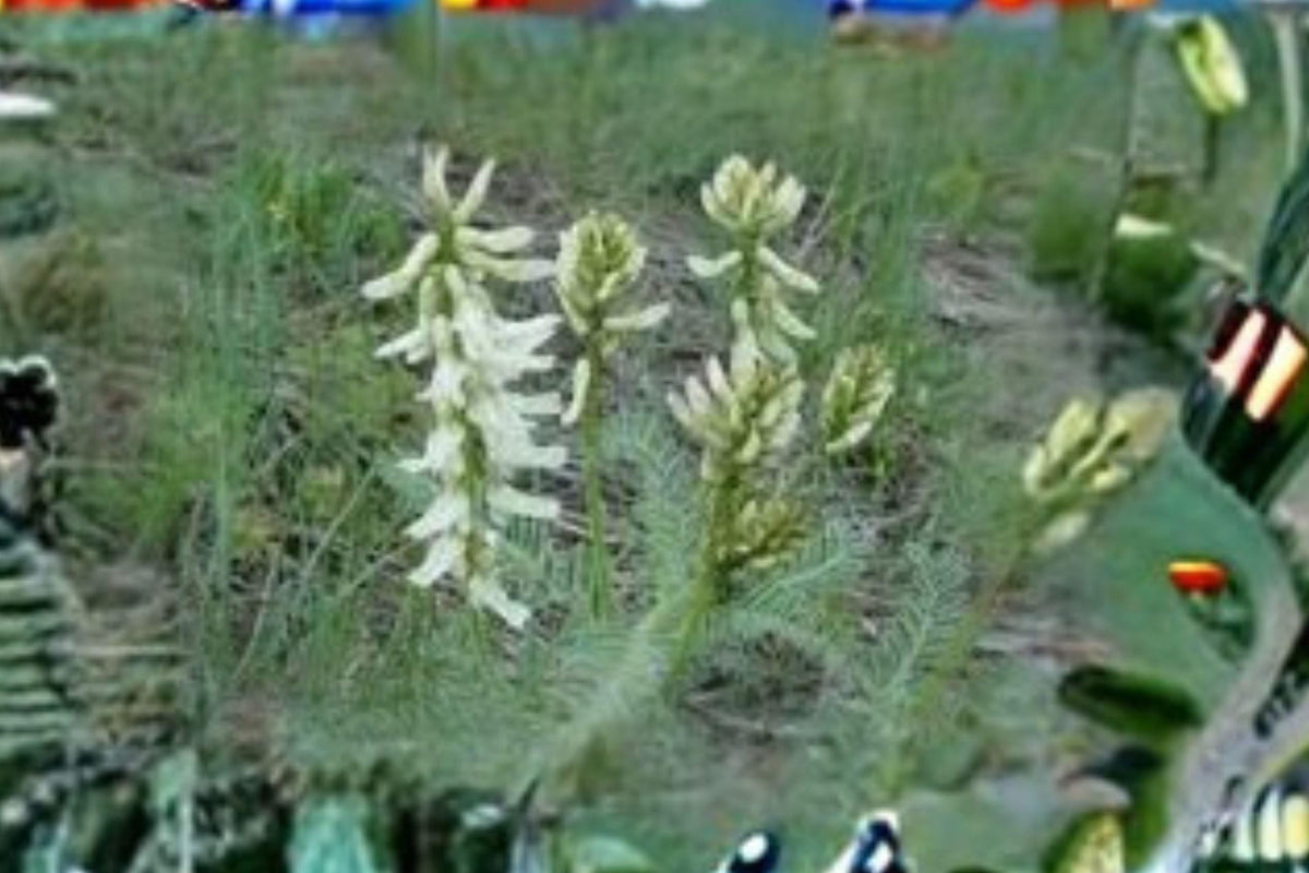 30 Seeds Astragalus drummondii — Woolly Milkvetch, Hardy Native Perennial for Dry & Open Landscapes