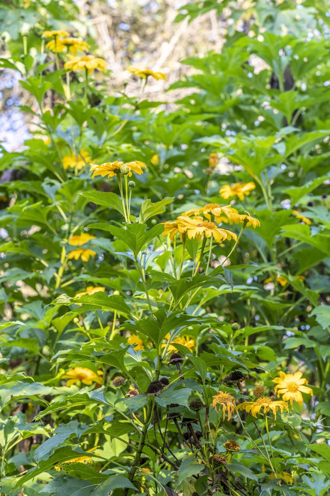 15 Mexican Sunflower Cuttings | Tithonia diversifolia | Unrooted Flowering Stems with Yellow-Orange Blooms for Pollinators & Landscaping