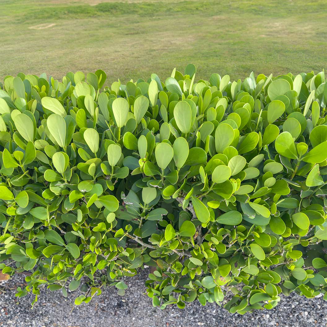 5 Clusia rosea Plants | Bare Root Starter Plants | Tropical Hedge & Houseplants | Air Purifying Indoor & Outdoor Plants