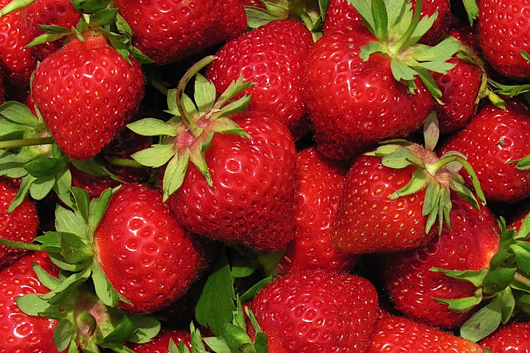 AC Wendy Strawberry Plants – 25 Bare Root June-Bearing Fruit Plants – Early Season, Sweet Berries, Hardy Garden Fruit