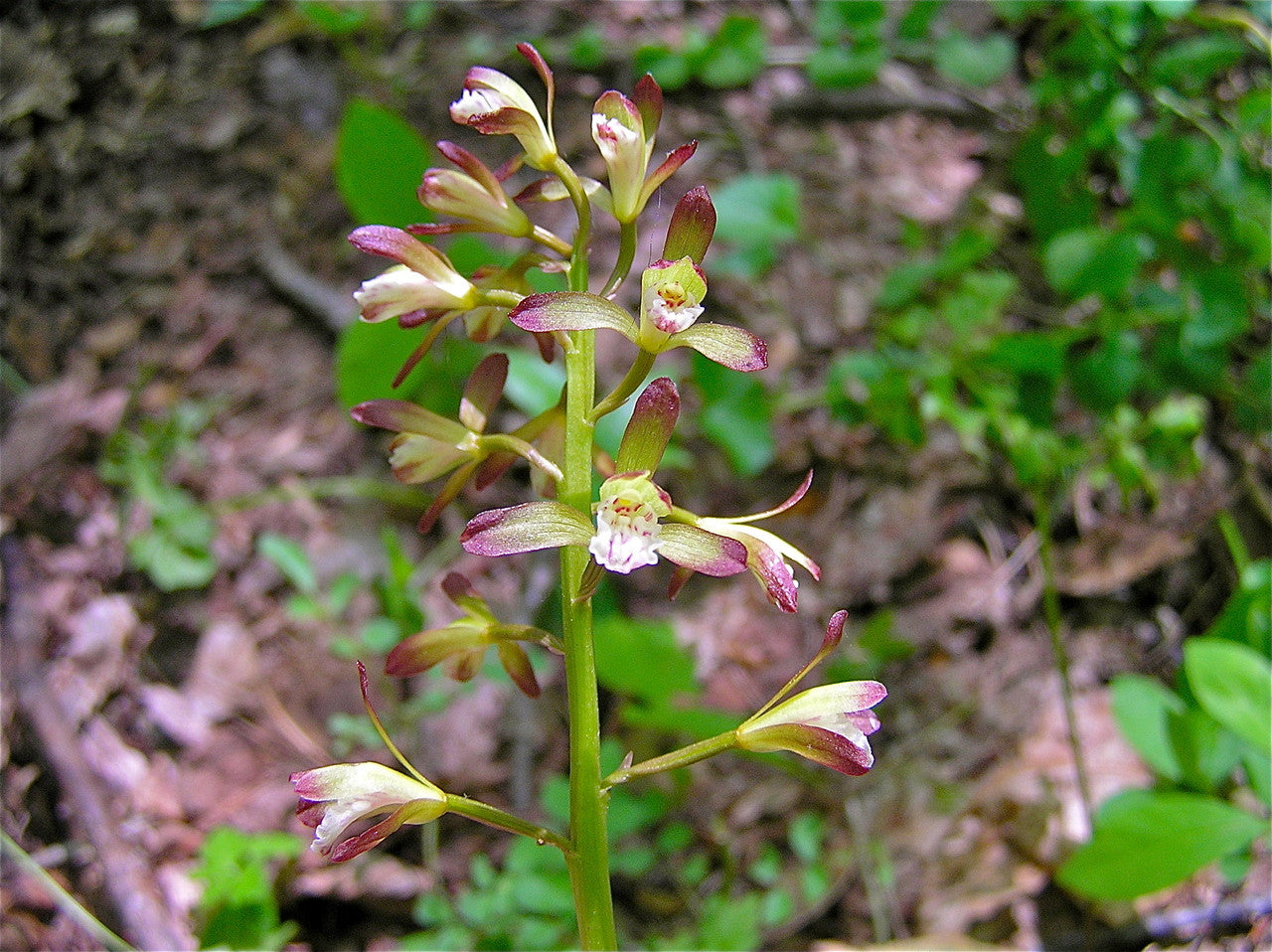 2 Adam & Eva Orchids Bare-Root Bulbs Putty Root Aplectrum hyemale Woodland Shade Native Wildflower