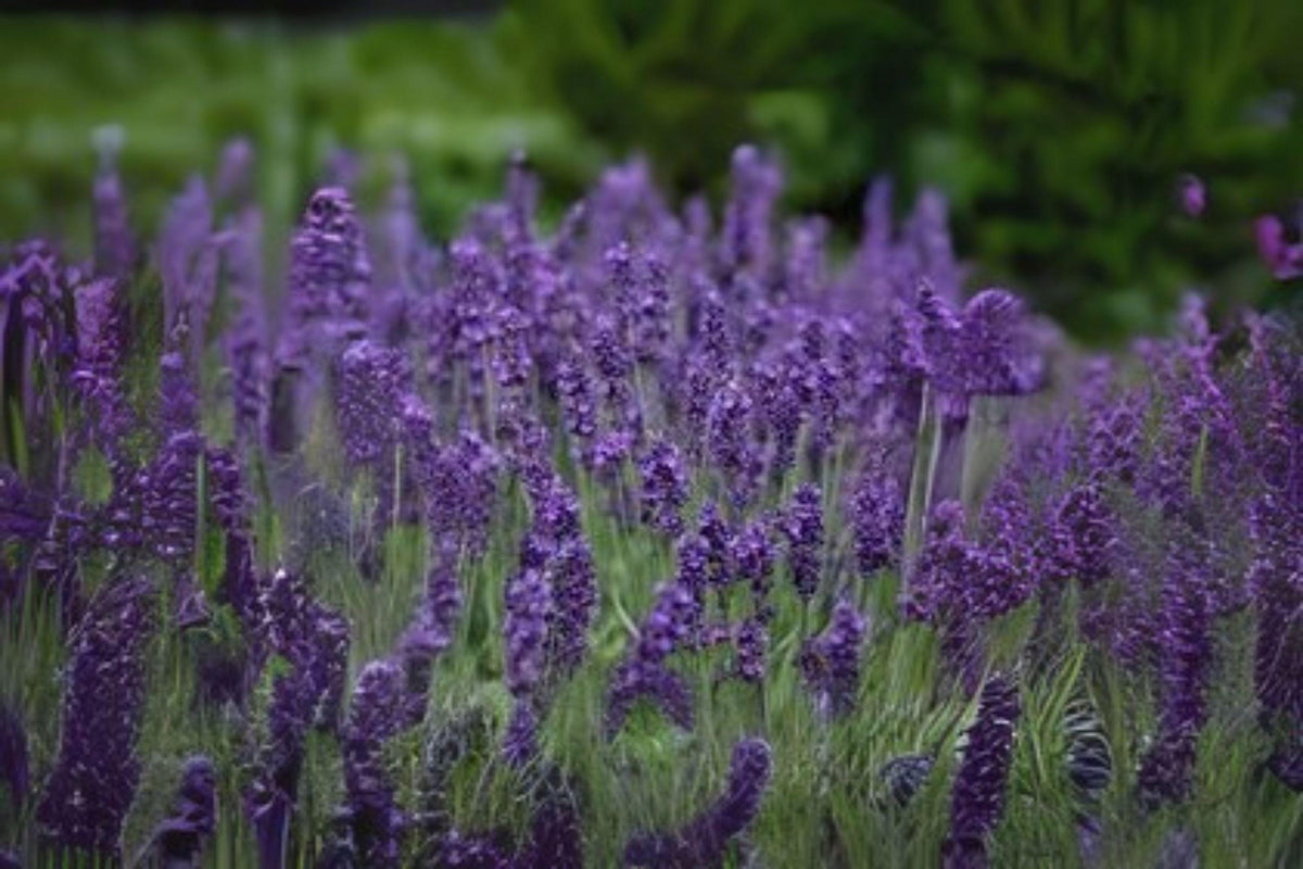 100 Vera Lavender Seeds: Fragrant Heirloom English Herb